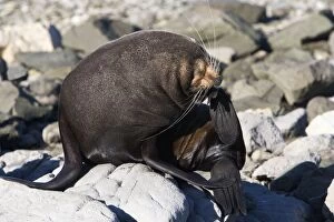New Zealand Fur Seal - male scratching its face with hind flipper