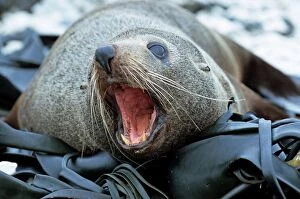 New Zealand Fur Seal with mouth open