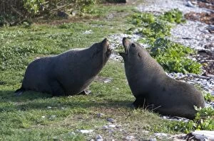 New Zealand Fur Seal - Non-breeding males arguing over a resting spot