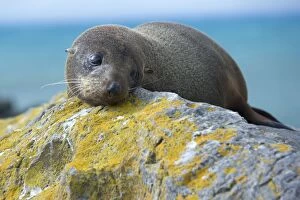 New Zealand Fur Seal - portrait of a young one resting on a rock looking sad