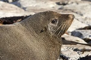 Images Dated 6th July 2007: New Zealand Fur Seal - Young male. Photographed near Kaikoura - South Island - New Zealand