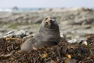 Images Dated 5th July 2007: New Zealand Fur Seal - Young male resting on kelp washed ashore