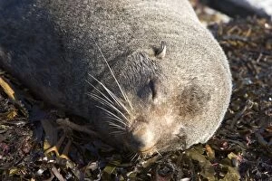 New Zealand Fur Seal - young male resting on kelp washed ashore