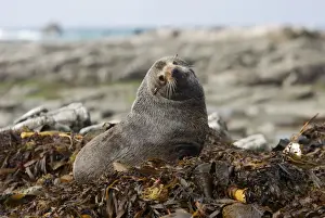 New Zealand Fur Seal - Young male resting on kelp washed ashore. Photographed near Kaikoura - South Island - New Zealand