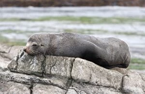 Images Dated 5th July 2007: New Zealand Fur Seal - Young male resting on rocky shore. Photographed near Kaikoura - South