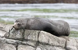 New Zealand Fur Seal - Young male resting on rocky shore. Photographed near Kaikoura - South Island - New Zealand