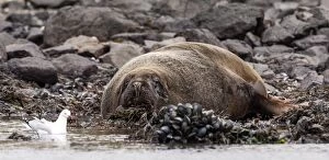 New Zealand / Hookers Sea Lion adult lying on beach