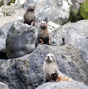 New Zealand / Hookers Sea Lion pups on rocks