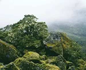 Fjords Prints: New Zealand JPF 7943 Fiordland National Park