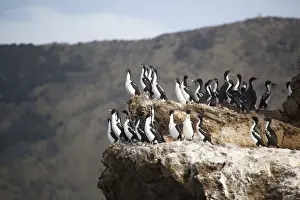 New Zealand King Shag / Rough-faced Shag On Duffers Reef Pelorous Sound, South Island, New Zealand. Endemic to the South Island of New Zealand and less than 500 birds known to exist