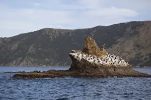 New Zealand King Shag / Rough-faced Shag - on Duffers Reef Pelorous Sound, South Island, New Zealand. Endemic to the South Island of New Zealand and less than 500 birds known to exist
