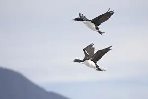 Shag Prints: New Zealand King Shag / Rough-faced Shag - in flight - Duffers Reef Pelorous Sound