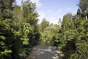 New Zealand - Native bush and stream near Kaikohe Northland