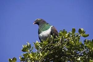 Images Dated 19th February 2007: New Zealand Native Pigeon. Kapiti island near Wellington New Zealand