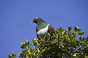 New Zealand Native Pigeon. Kapiti island near Wellington New Zealand