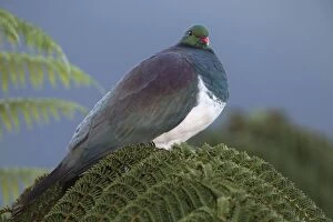 Images Dated 24th July 2013: New Zealand Pigeon / Kereru