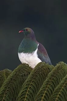 Images Dated 24th July 2013: New Zealand Pigeon / Kereru