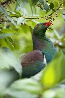 South Island Collection: New Zealand Pigeon portrait of an adult one sitting in a tree feeding on berries Westland National