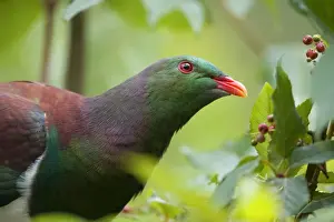 New Zealand Pigeon portrait of an adult one sitting in a tree about to feed on berries Westland National Park, West Coast, South Island, New Zealand