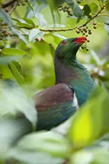 South Island Prints: New Zealand Pigeon portrait of an adult one sitting in a tree feeding on berries Westland National Park