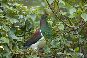 Kereru or New Zealand Pigeon