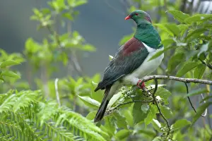 New Zealand Prints: New Zealand Pigeon sitting in a tree about to feed on berries Westland National Park
