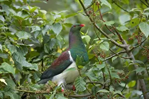 New Zealand Pigeon sitting in a tree about to feed on berries Westland National Park, West Coast, South Island, New Zealand