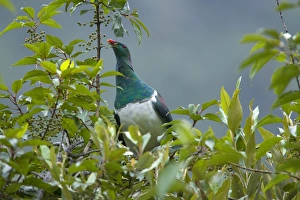 Kereru or New Zealand Pigeon