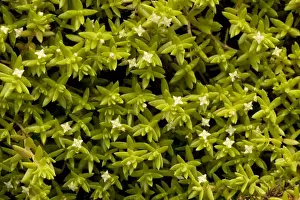Introduced Prints: New Zealand pigmy-weed (Crassula helmsii). Widely naturalised invasive pest. New Forest