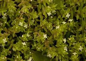 Invasive Prints: New Zealand Pigmyweed