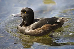 Scaup Prints: New Zealand Scaup / Black Teal