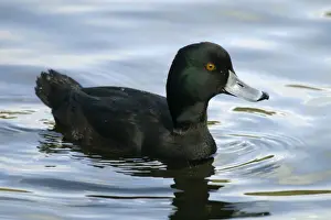 Scaup Prints: New Zealand Scaup / Black Teal Female Western Springs, Auckland, New Zealand