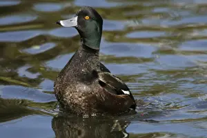 New Zealand Scaup / Black Teal Male Western Springs, Auckland, New Zealand