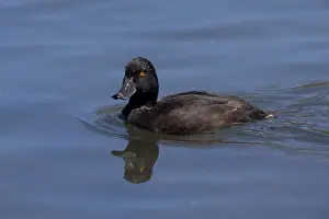 Scaup Prints: New Zealand Scaup / Black Teal - on the water - Groynes Picnic area - Christchurch - New Zealand