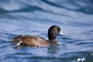 Scaup Prints: New Zealand Scaup swimming in freshwater lake Lake Rotoaria