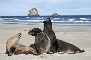 New Zealand Sea Lion Bull, Cow, and Juvenile
