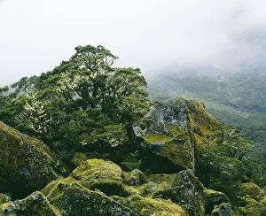 New Zealand - showing epiphytic lichen growth on tree
