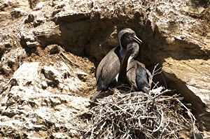 New Zealand, South Island: Cormorants in