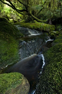 Basin Gallery: New Zealand, South Island, Karamea. Forest