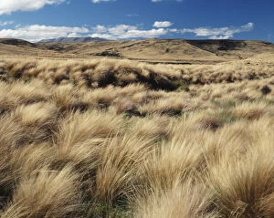 Tussock Gallery: New Zealand, South Island, Red Tussock Region