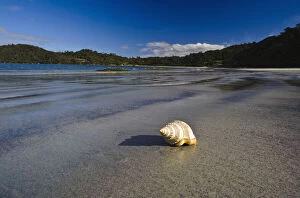 Images Dated 13th July 2011: New Zealand, Southland, Stewart Island