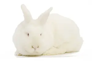 New Zealand White Rabbit