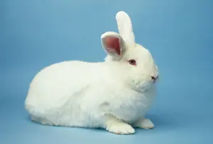 Rabbit Prints: New Zealand White Rabbit JD 16040 © John Daniels / ARDEA LONDON