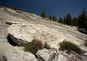 Penstemon Prints: Newberry Penstemon Yosemite National Park, USA