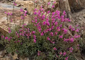 Penstemon Prints: Newbery's penstemon Sierra Nevada, USA
