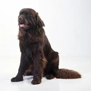 Newfoundland Dog