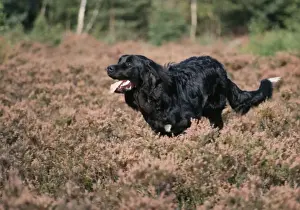 Newfoundland Dog