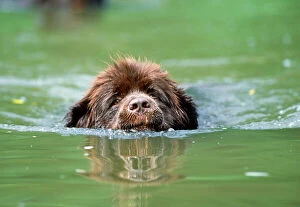 Newfoundland Dog - swimming in river