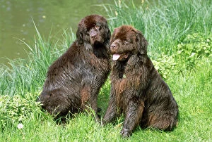 Images Dated 24th February 2009: Newfoundland Dogs