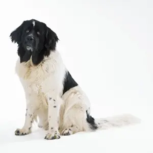 Newfoundland Prints: Newfoundland Landseer Dog